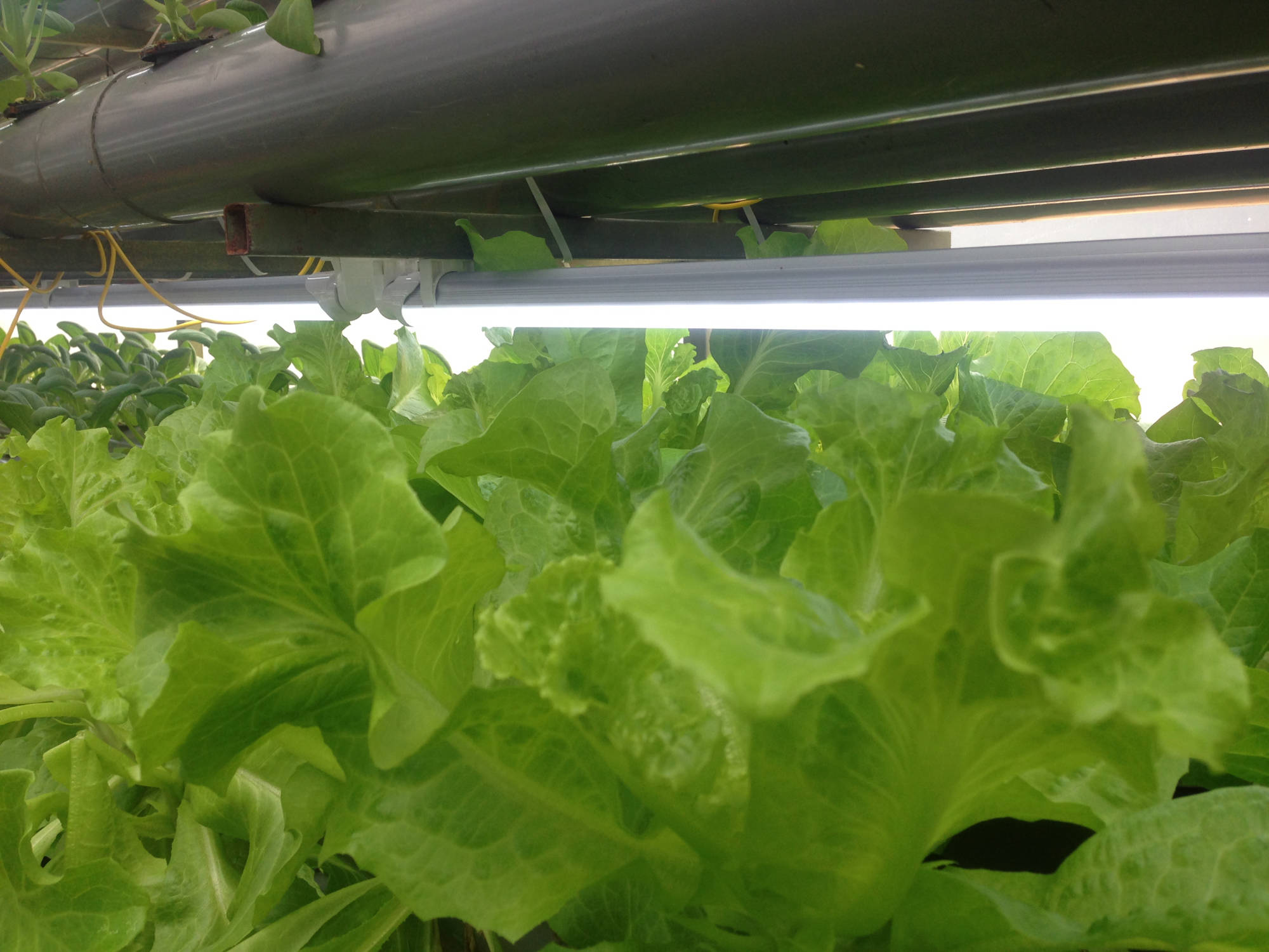 CMAX VEGGIES
