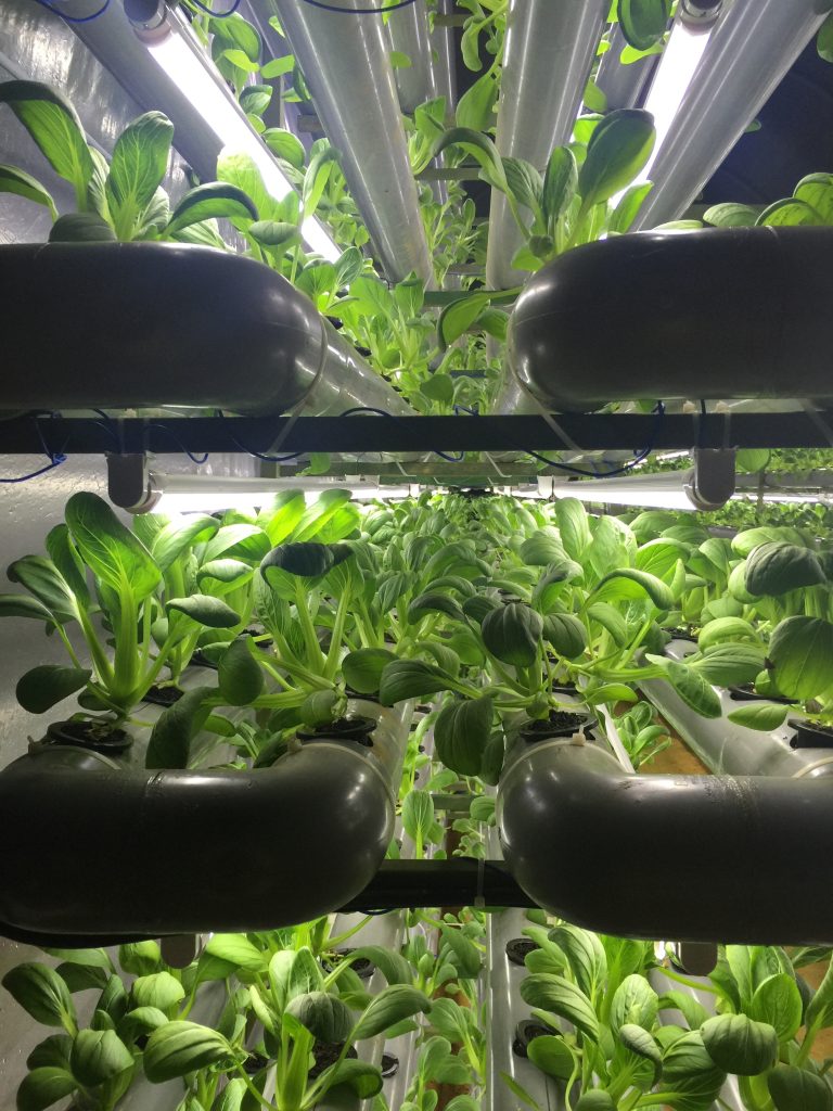 CMAX VEGGIES System